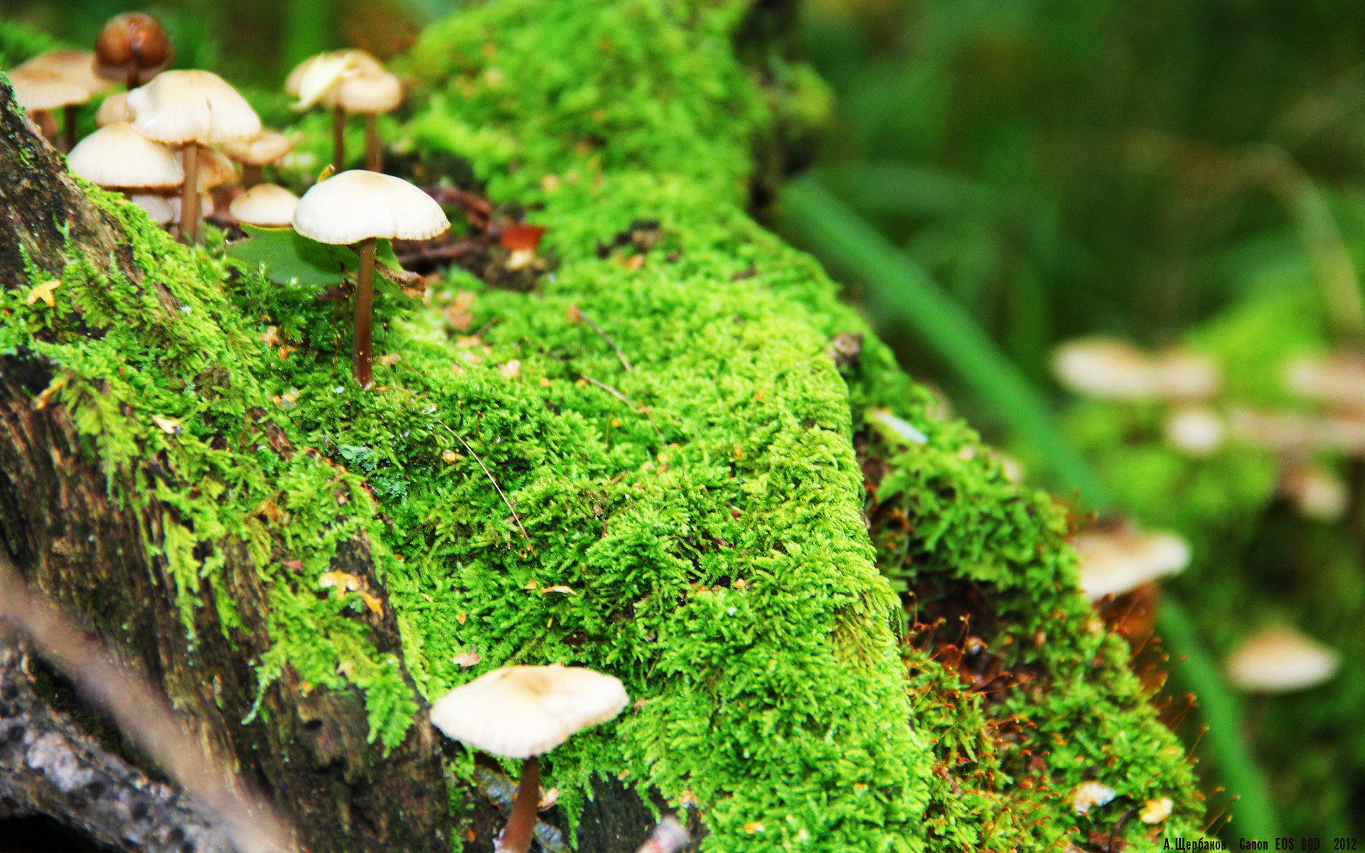 团队洪流 vs 孤胆英雄，国王碾压篮网背后的麦科勒姆悲情独角戏