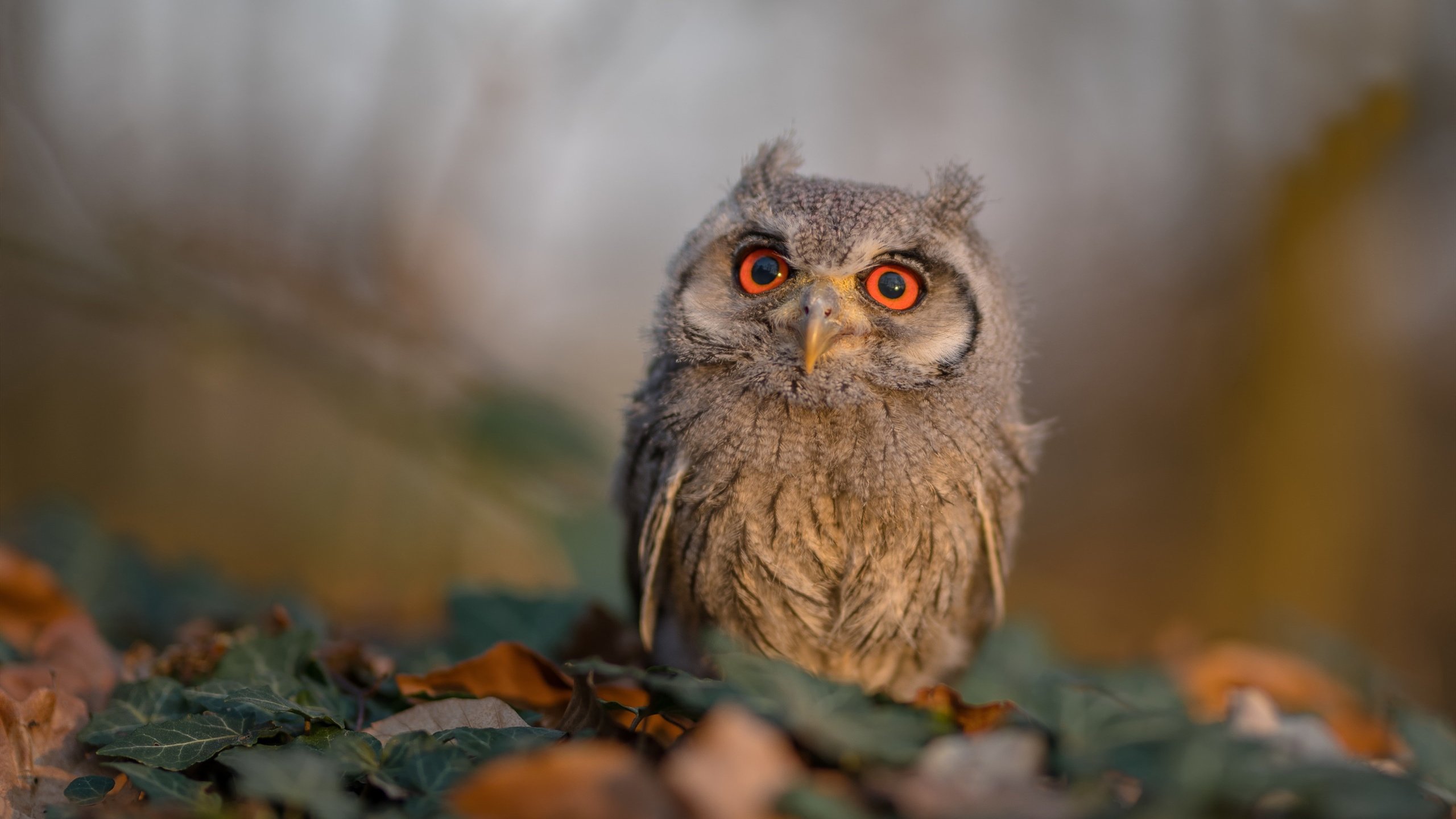 唯一的天平，当拉沃尔杯的团队光芒横扫年终总决赛的个人王座
