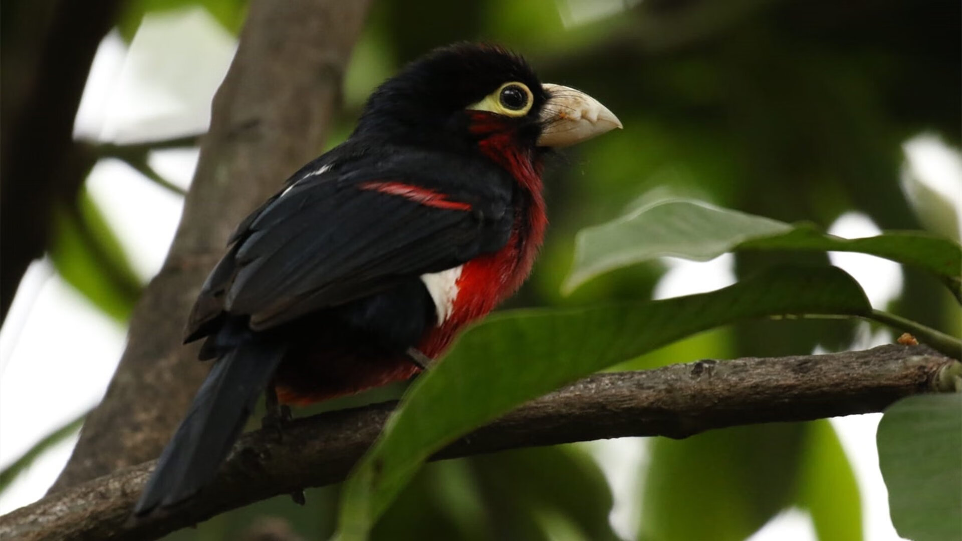 棋盘翻转，哈斯逆袭背后的战略破局，与汉密尔顿的不老传说
