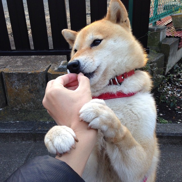 当约基奇踏上伯纳乌，一位征服者，两种制胜法则