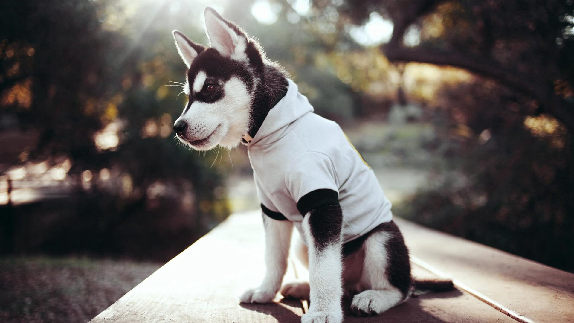 伊萨克一击制胜，波兰客场力克尼斯，关键先生闪耀欧洲之夜