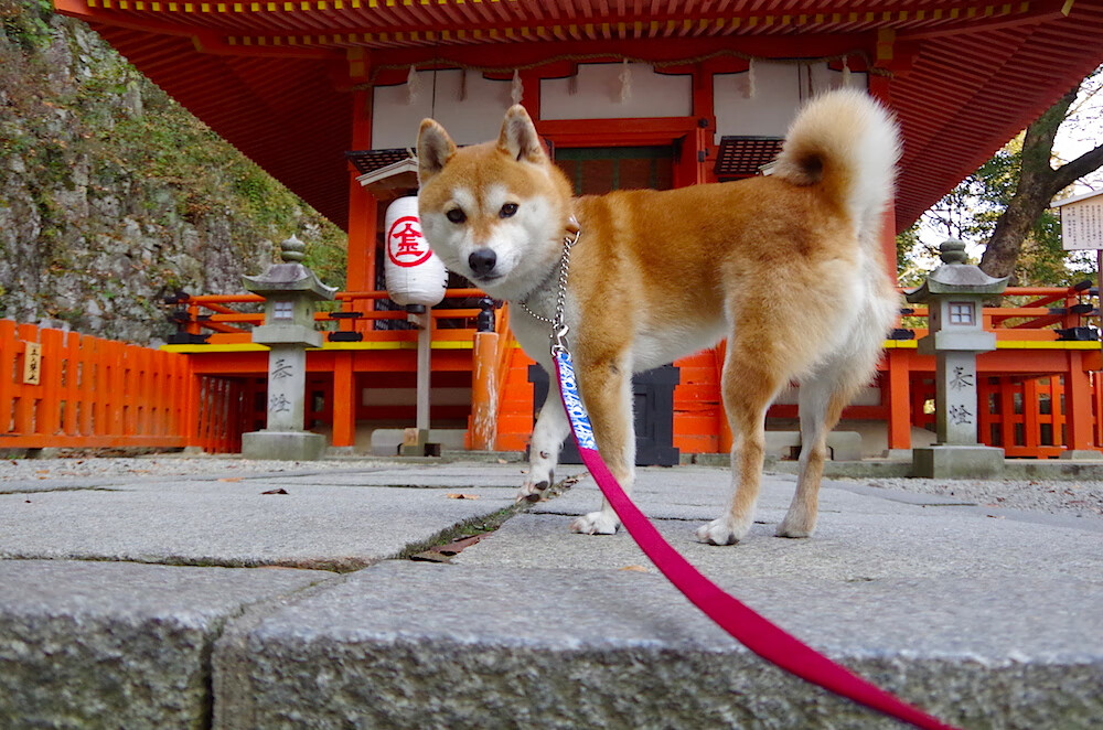中距离的挽歌，当德罗赞的古典艺术照亮雷霆火箭的现代战争