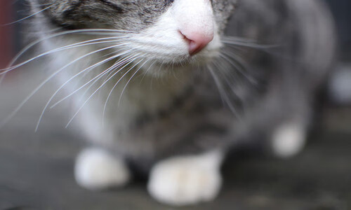 跨界神迹之夜,当猛龙的咆哮遇见英超的野望