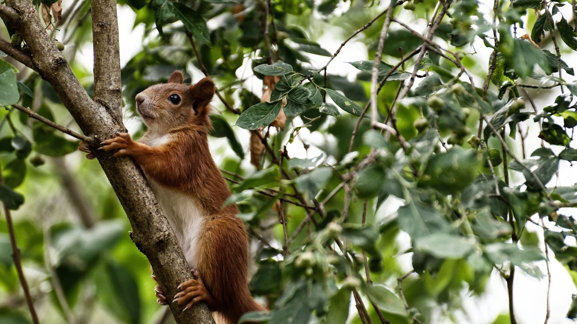 洲际篮球对决日,深圳队早早锁定胜局克马刺,马克西西甲德比展统治力