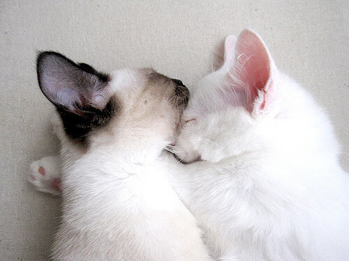 完美却徒劳,米切尔的教科书级表现,步行者惜败掘金的启示