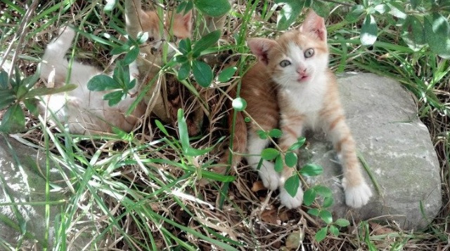 绝境逆转!罗马补时惊魂斩落欧冠强敌