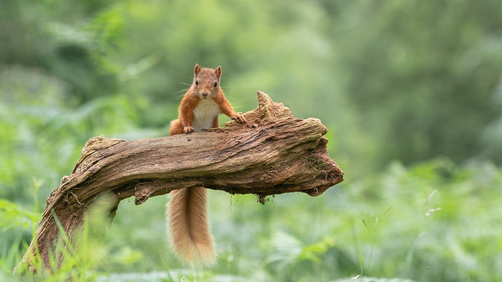 跨界对话,劳塔罗成焦点,勒沃库森末节带走韩国