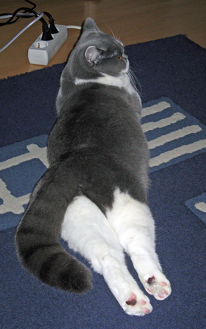 洲际碰撞，国际米兰战术体系强压哥伦比亚，罗德里中场打出统治级数据