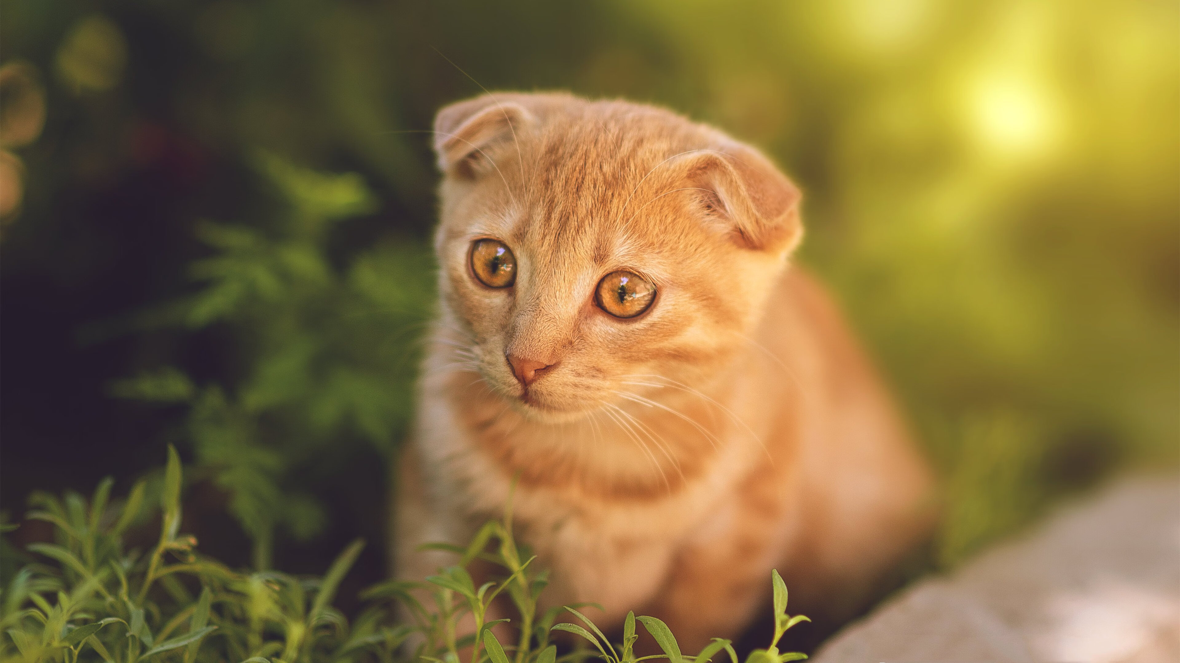 摩纳哥惊天逆转!格列兹曼划破法国夜空,奥运前夜的致命宣言