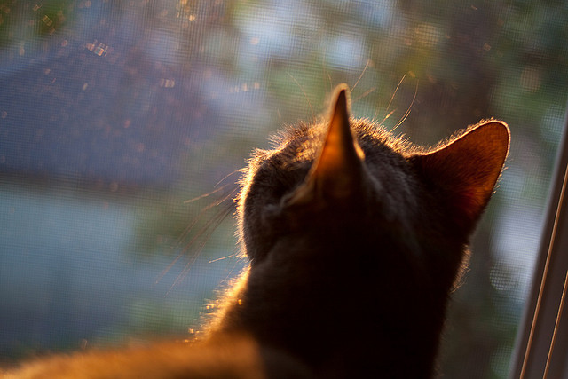 同一轮明月下，当国家德比遇上东北虎的绝杀
