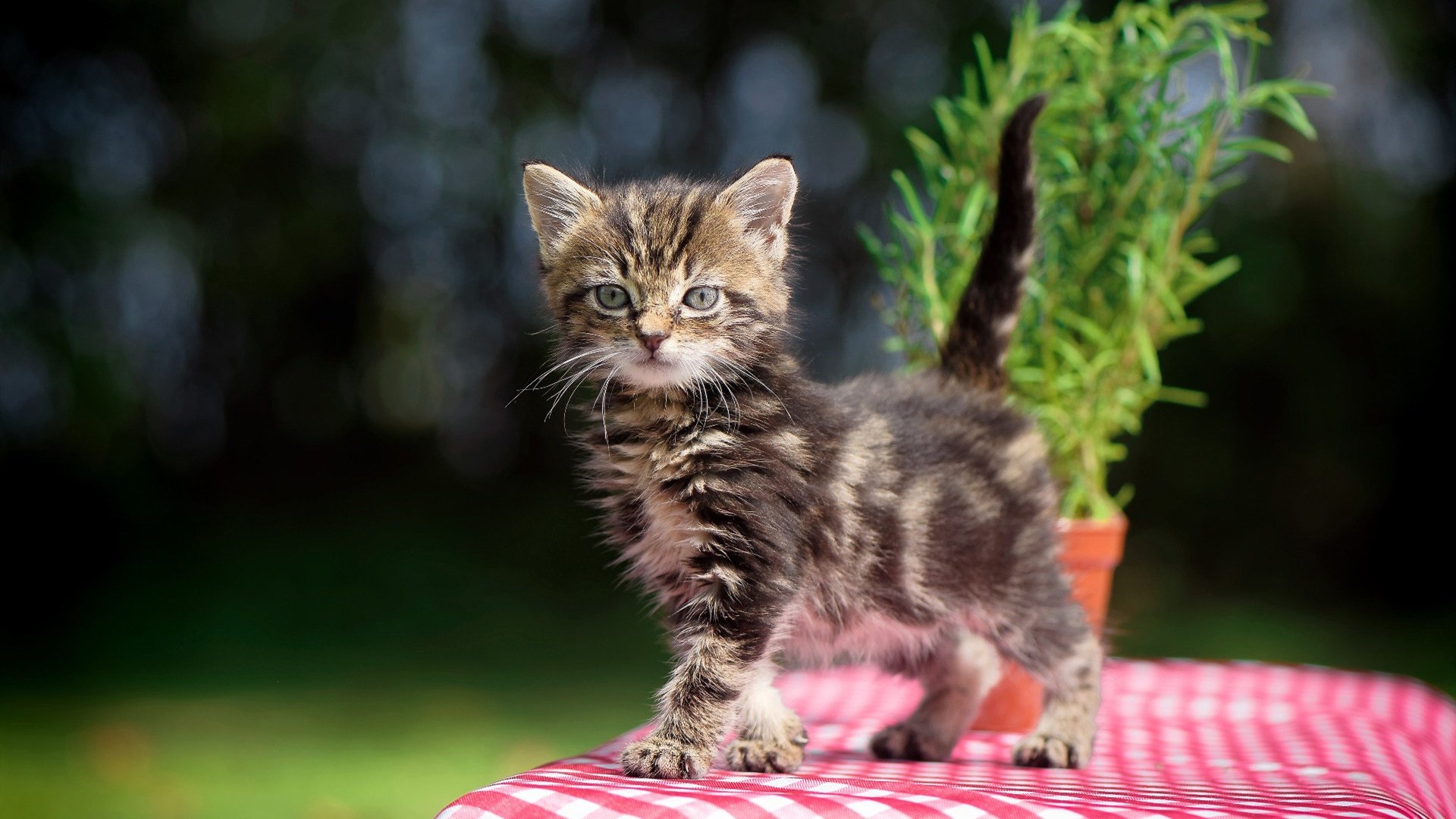 双面杀手,从英超到西甲,加克波完美奇袭诠释唯一性