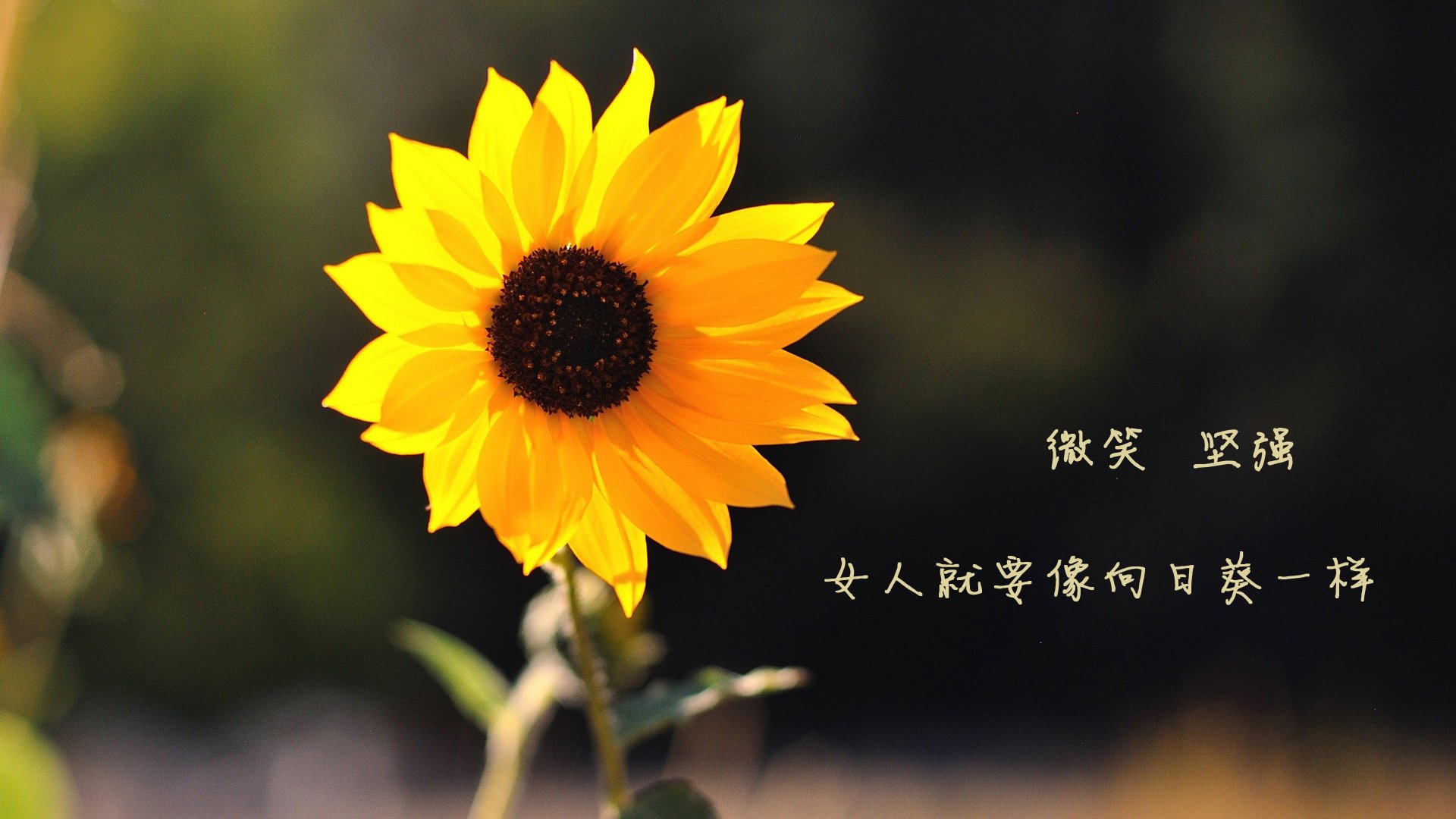 东方新势力,当沙漠雄风正面击溃红黑军团